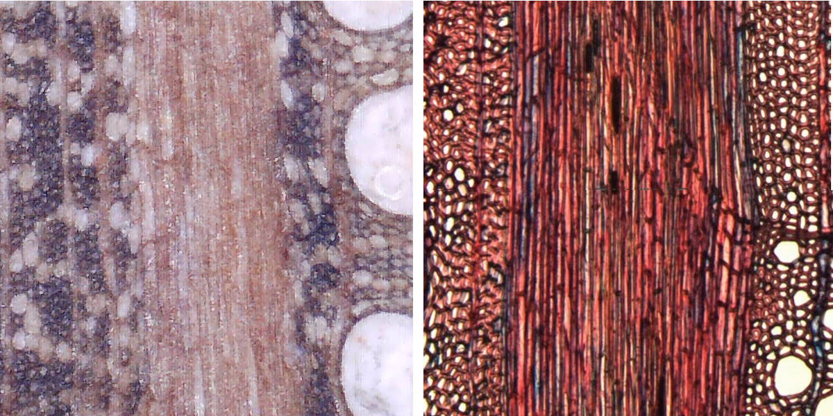 aggregate rays wood figure